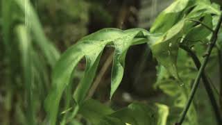 Download lagu cinematic hujan di rumah | shot on sony A6000 mp3