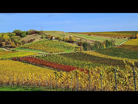 🍷 Rommersheim in Autumn | Hiking Germany’s Wine Landscape