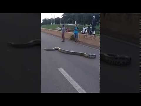 Anaconda überquert Straße