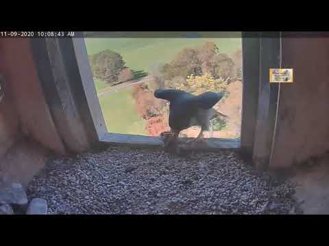 Peregrine Falcons Orange CSU NSW, Brekky for Diamond 2020 09 11