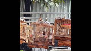 phục hồi xòe cứng