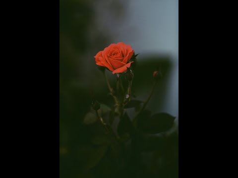 The Soundrops - The Morose Rose
