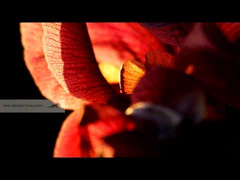 Coastal Iris  אירוס הארגמן