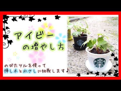 アイビーの挿し木のヒント 2022