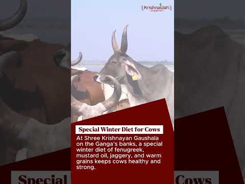 About Krishnayan Video Thumbnail