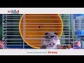 THE SECRET LIFE OF PETS 2 Run Sneak Previews From 24 May
