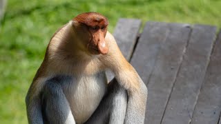 婆羅洲唯一可發現到大鼻情聖 #長鼻猴#proboscismonkey  的地方, 山打根森森水上村落 、普濟寺 （158）