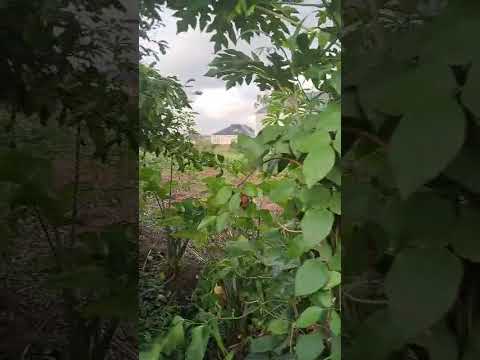1 Acre of Land – Iju Ishaga, Ifako-Ijaiye