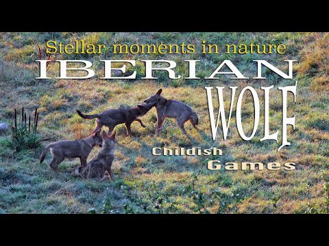 Iberian Wolf: Childish Games