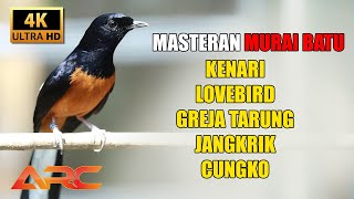 MASTERAN MURAI BATU ISIAN KENARI - LOVEBIRD - GREJA TARUNG - JANGKRIK - CUNGKOK
