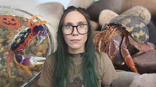 Crabs aren't TOYS for KIDS!! 10+ ABANDONED Hermit & Halloween moon crabs