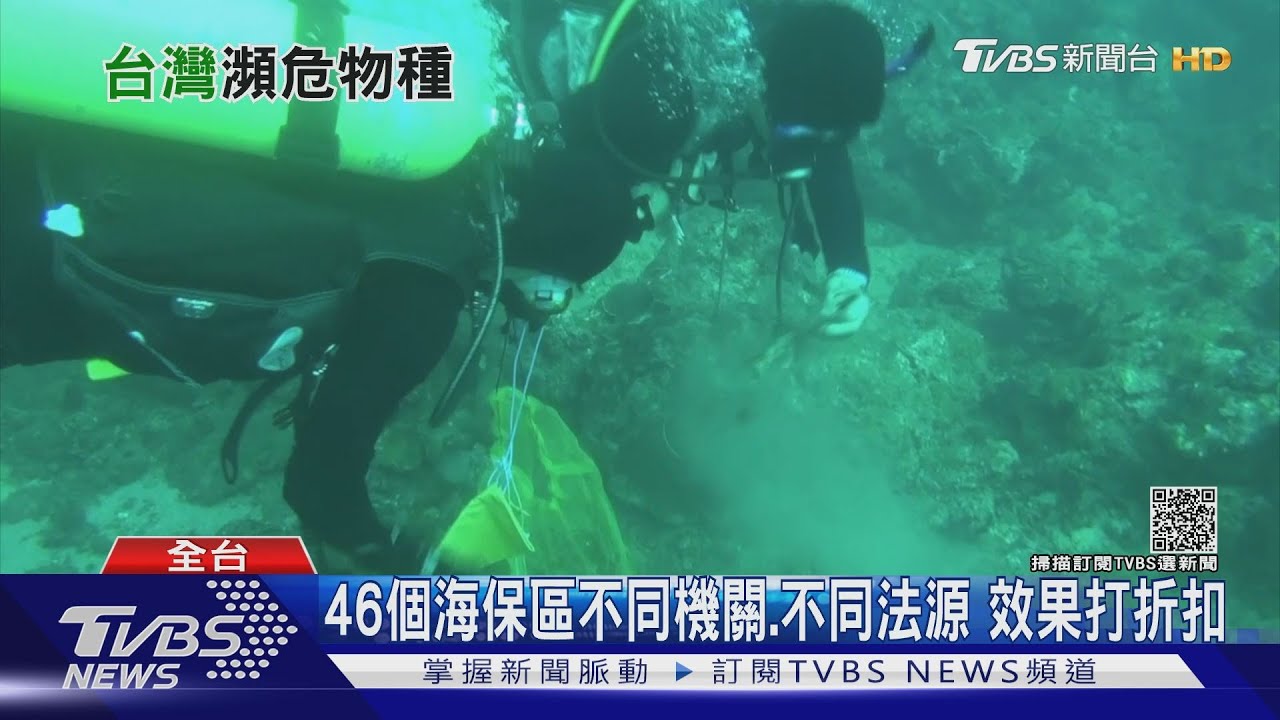 有片／僅88種海洋生物禁捕！保護瀕危物種　台灣力道恐不足