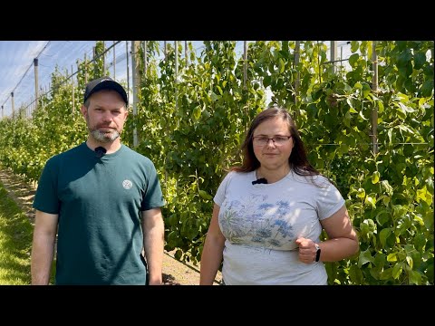 Postrach miodówki gruszowej: Dziubałek - mały ale wielki owad! - Projekt gruszowy Symbioz i Koppert