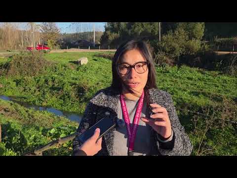 Municipio de Penco denuncia contaminación en estero Cosmito por presencia de microalgas