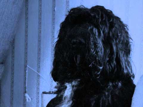 Everything all at once By Dogleg Left.wmv