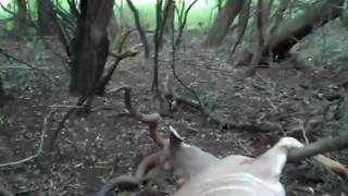 preview picture of video 'Nice Kudu Bull in South Africa!'