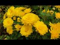 Camptown races (1850 Stephen Foster) - 캠프타운 경마 - lyrics 번안