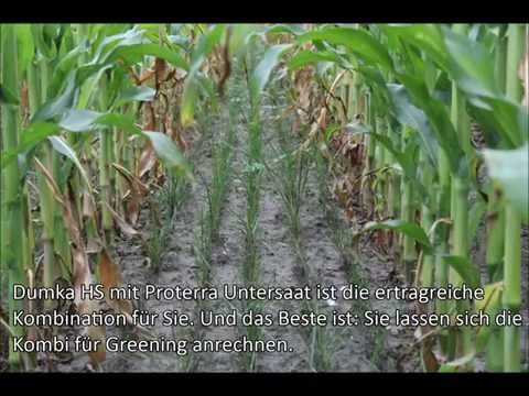 NEU: Dumka HS-Mais mit Proterra Gras-Untersaat