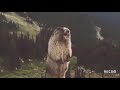 Screaming Beaver Meme Original