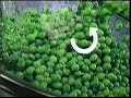 Gerber Peas 2005