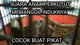 Download lagu Suara anak perkutut memanggil induknya minta makan #suaraanakperkutut #@ciptosong4719 mp3