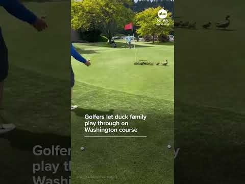 Golfers let duck family play through on Washington course