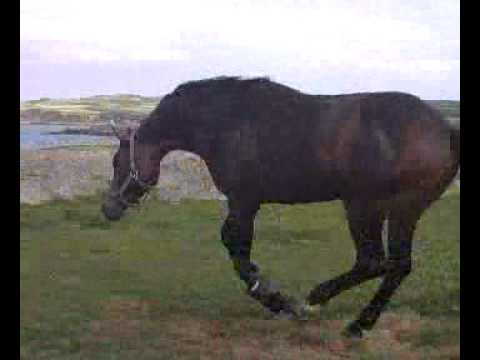 craig(cosmic cowboy) trakehner full brother to connery!!