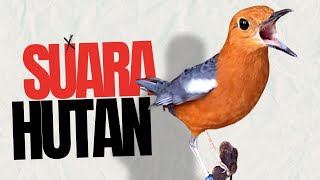 Download lagu ANIS MERAH NRAKTAK NGEPLONG SUARA ASLI HUTAN mp3