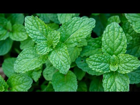 ¿Cuál es la diferencia entre menta y hierbabuena?