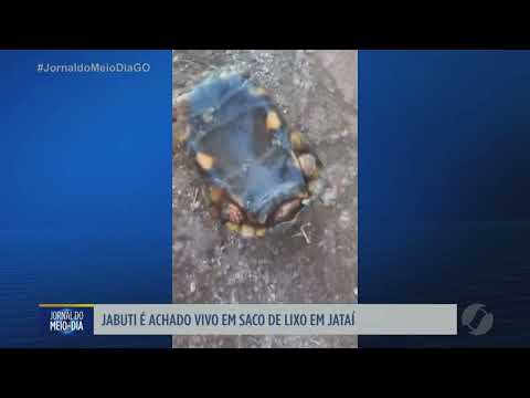 Jabuti é encontrado vivo dentro de saco de lixo em Jataí