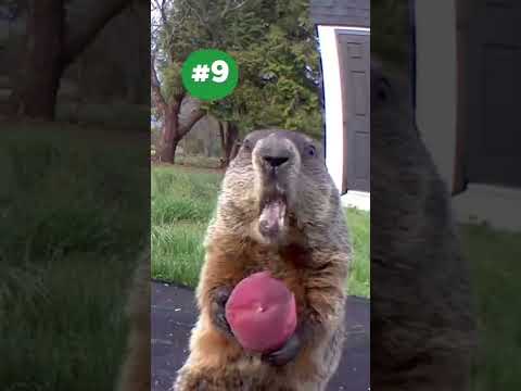 Burping Chunk! The Chunks Greatest Moments #9 #shorts