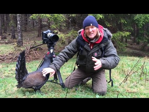 Auerhahn greift Kameramann an | Wood grouse attacking cameraman