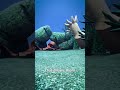 Octopus Limb Regrowth