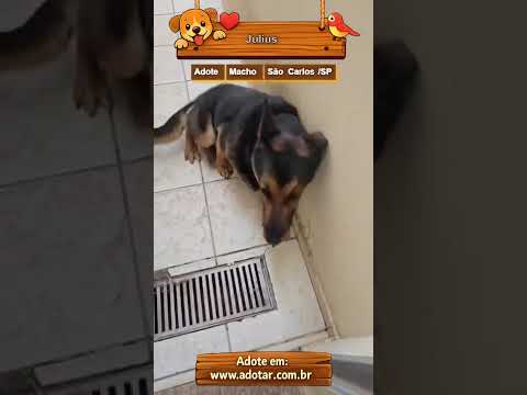 Vídeo de Julius