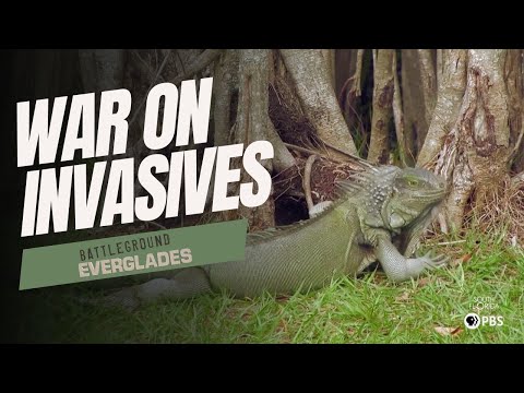 How Invasive Species Are Reshaping the Florida Everglades | Battleground Everglades