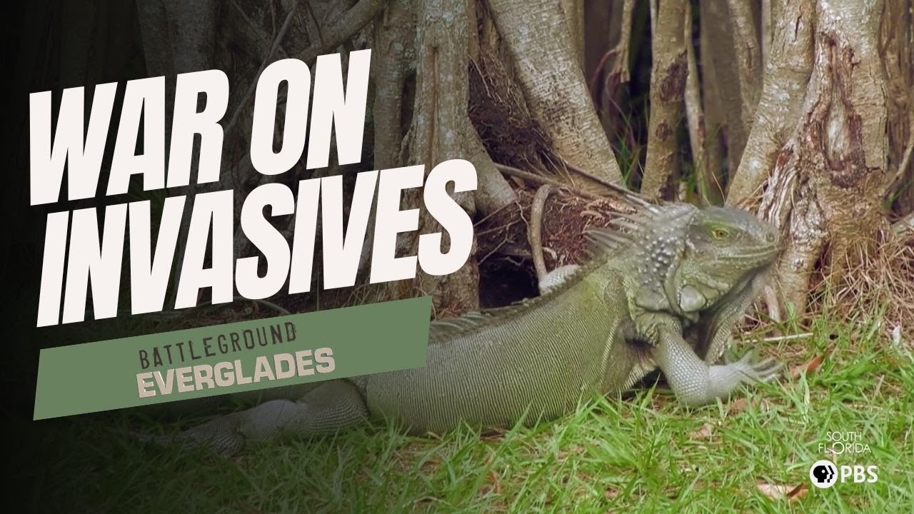 How Invasive Species Are Reshaping the Florida Everglades | Battleground Everglades