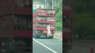 Download lagu A helpless pig #cute #animals mp3 Download lagu A helpless pig #cute #animals mp3