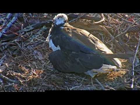 Osprey Lucy defends her nest from a female intruder minutes before the first hatching!