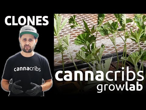 Advanced Cloning Methods for Commercial Cannabis Growers