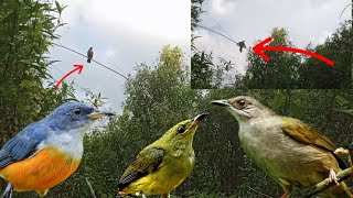 Download lagu suara burung merba blukar memang ampuh lurr untuk memikat smua jenis burung mp3
