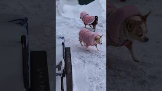 #shorts Sugar and Chocolate the chihuahua winter snow