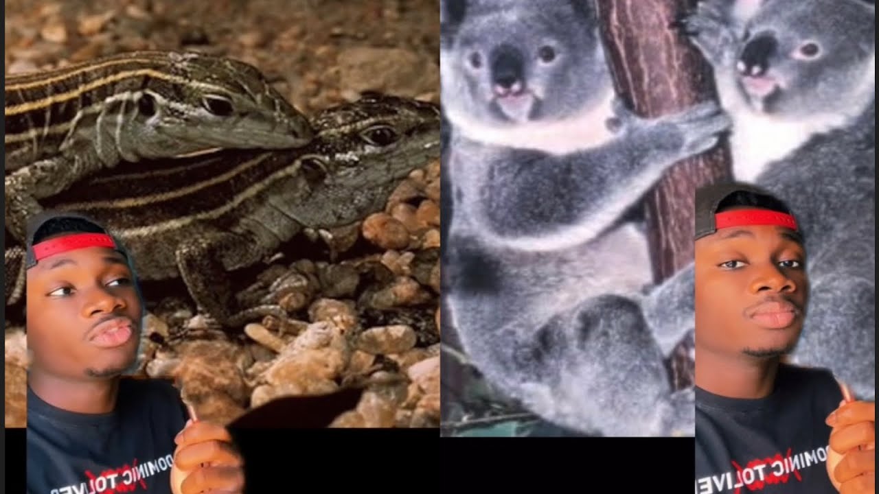 Why These Lizards and Koalas are L3sbians and Wombats Twerk Their Enemies to Death