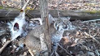 Bobcat trapping with David Williams big Tom with b