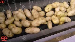 Working Video of Potato Washing and Peeling Machine from Lucy 0086 18539906719 1