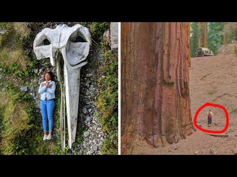 CRAZY TIKTOK COMPILATION THINGS THAT ARE BIGGER THAN YOU THINK