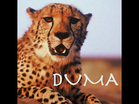 Nana - Kaboyi Kaboyi - Duma