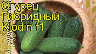 Огурцы Клодин Описание Сорта Фото Отзывы Огурцы Клодин Описание Сорта Фото Отзывы