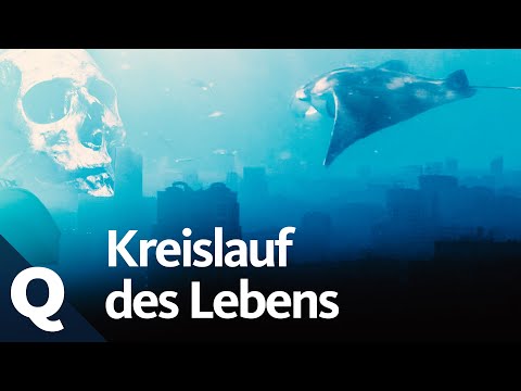 Panta Rhei: Is death really the end? | Quarks