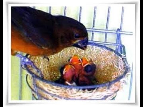 Filhote de Curió Nasceu o Que Fazer ? #curio 09/11