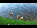Утки мандаринки. Mandarin Ducks. 